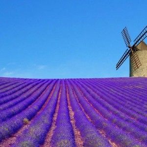 Meet your Posher, Ann